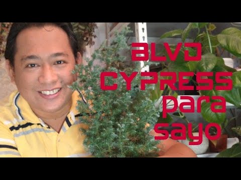 Video: Gaano kalayo ang dapat itanim ng mga puno ng cypress ng Leyland?
