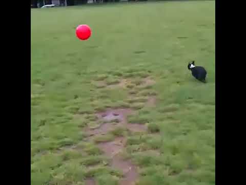 Crazy Dog I Meant To Do That Best Of Vines