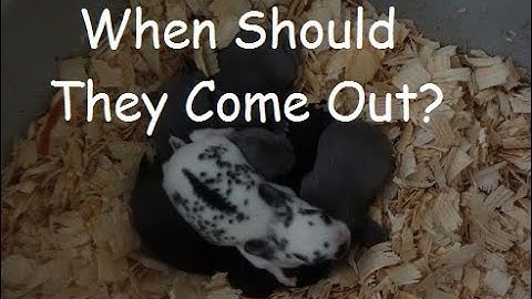 When Can Rabbit Kits Come Out Of The Nest Box?/Your Questions Answered