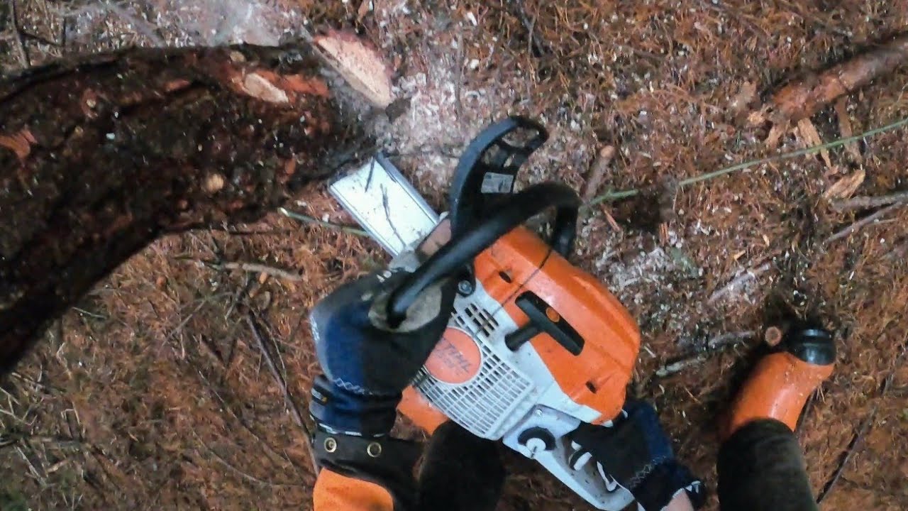 Testar min nya Stihl MS 261 C i gallringen! - YouTube