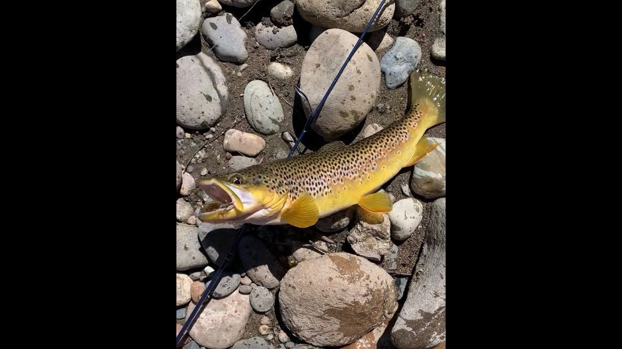 River Fishing for Brown Trout in Gunnison, Colorado!! + AMAZING Drone footage!!