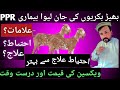 PPR or Kata vaccine and cure | goats farming in pakistan | کی علامات احتیاط اورعلاج PPR