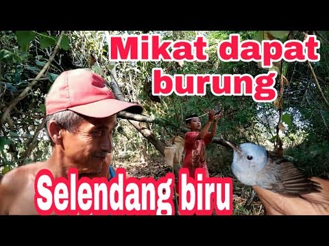 Burung Selendang Biru Yang Cantik