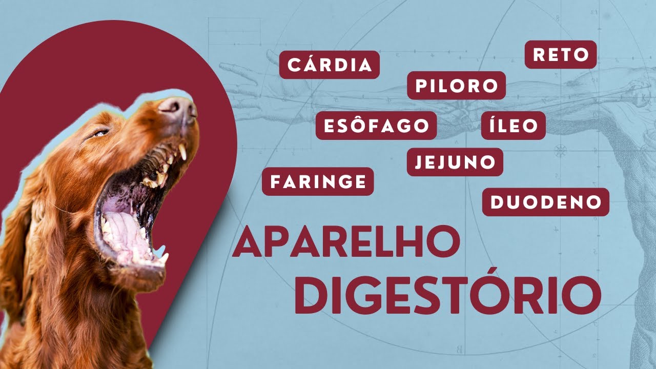 Sistema Digestório | Anatomia Veterinária | Cão e Gato | Anatomia Aparelho Digestório
