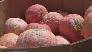 Texas pumpkin patches affected by drought, rising hay prices