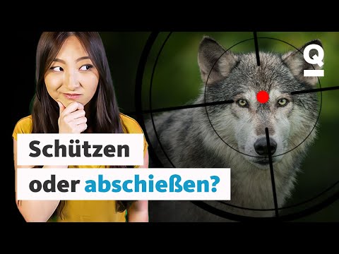 Wölfe in Deutschland: Gefährlich für Mensch und Tier? | Wild Matters | Quarks