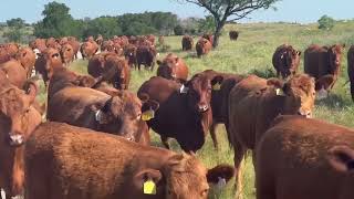 Cattle Range Listing # 605C236