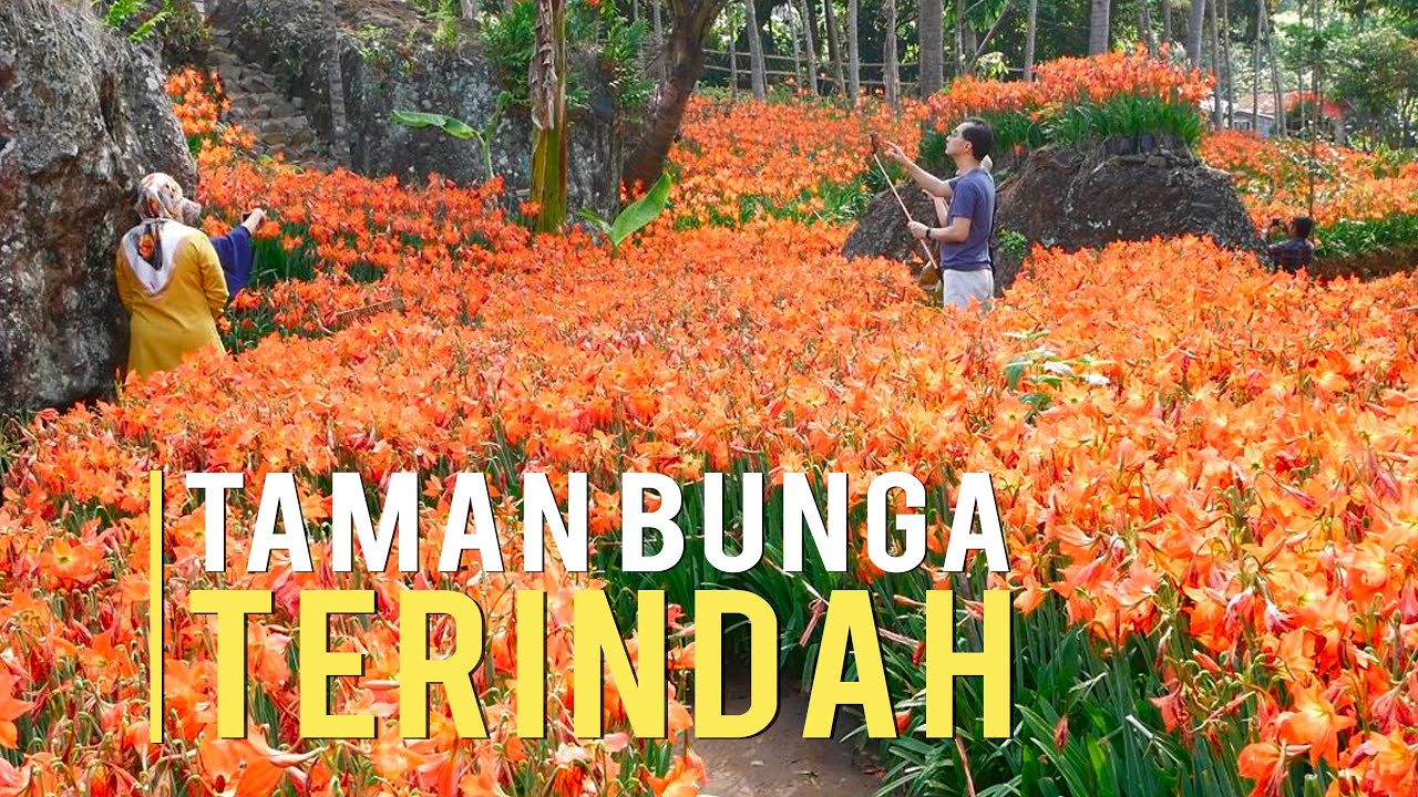  Taman Bunga Amarilis  Terindah di Indonesia YouTube