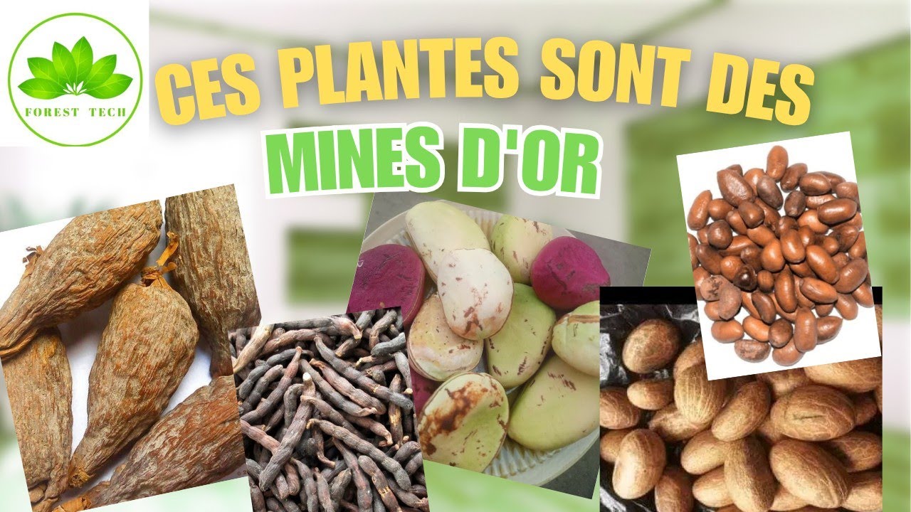 Ces plantes locales rares valent de l'or et vous pouvez les planter
