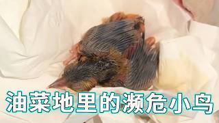 危在旦夕！油菜地惊现濒危幼鸟，如果我不带它走，它的生命可能就此定格……【天下一场梦】