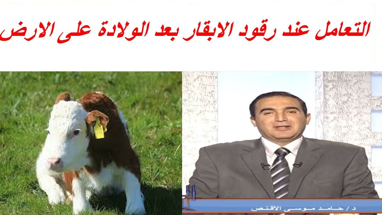 التعامل عند رقود الابقار بعد الولادة على الارض