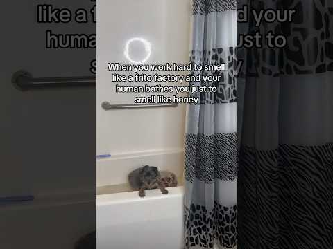 They Did NOT Ask For This Bath Yorkiesoftiktok Shortsfeed Viral