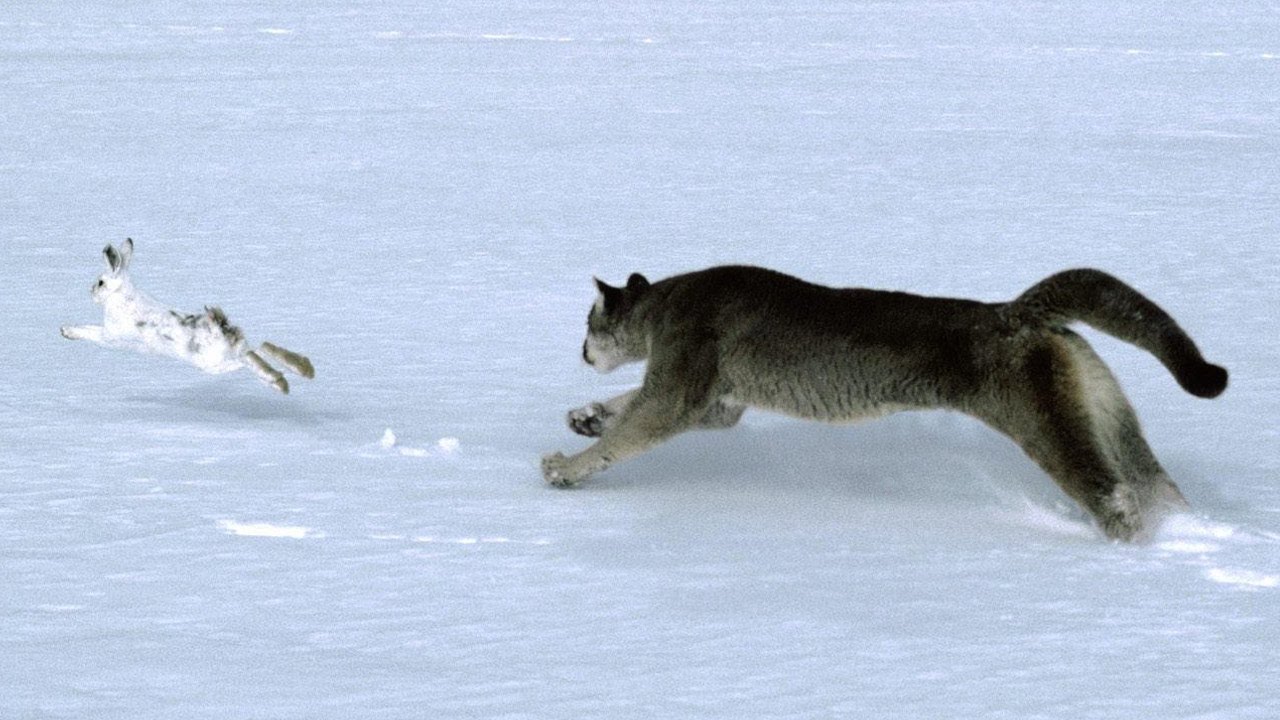 Predator-Prey Systems: Example 2: Part 1 - YouTube