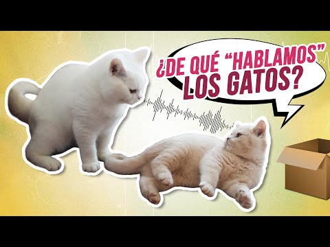 Video: 3 formas de comunicarse con su gato