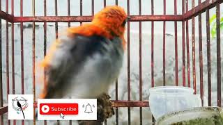 #GACOR  KICAU BURUNG KEMLADEAN GACOR