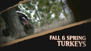 Hunting Wild Turkey In The Spring Vs. Fall
