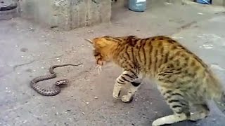 Cat and Snake - Funny Videos 2016