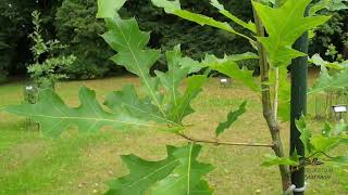 Quercus shumardii dub shumardii