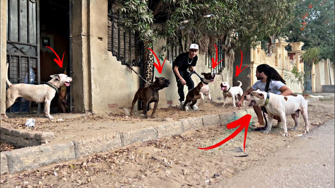 كلاب بيتبول صاحبهم مربيهم عشان يدفعو عنو في الخناقات خطر ⚠️