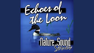 Relaxing Loon Calls