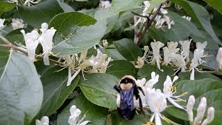 Famous bumblebee Wealth