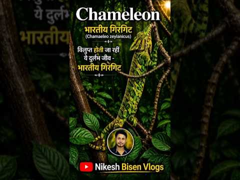 😱 क्या आपने देखा है भारतीय गिरगिट 🦎| Rare Chameleon zeylanicus | #viral #shorts #explore #foryou #yt
