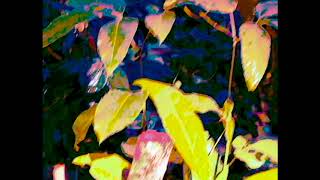 A079 20170705 102932
