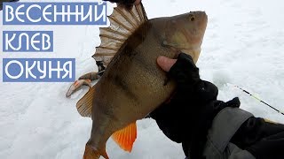 :   . Big perch. Spring 2019. DF 37