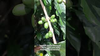 Luar Biasa!! 1 Hektar Lahan Kopi Bisa Hasilkan Hingga 420 Juta Loh, Intip Rahasianya Yukk!!