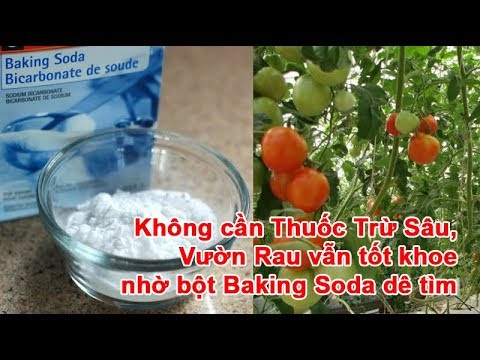 Video: Baking Soda Trong Vườn