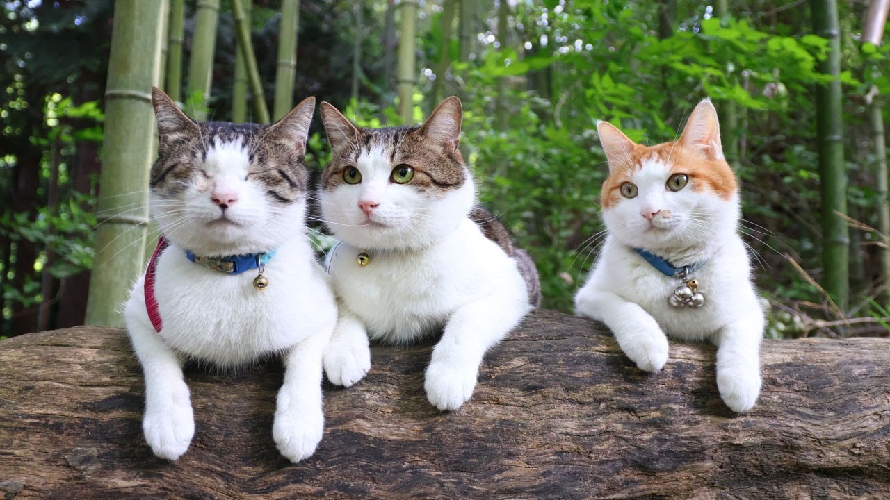 緑の木と三毛猫さん2 珍妙すぎるオス三毛猫、2等身の未確認生物になる The male