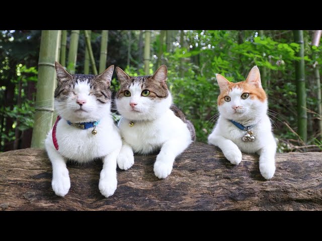 木の上の3匹の猫 250917 - YouTube