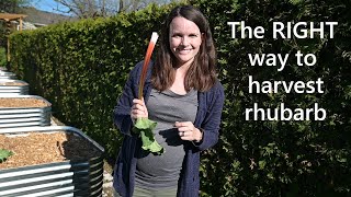 How to pick rhubarb for bigger harvests