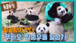 말괄량이 판다 ‘푸바오’ 좌충우돌 일상기! I TV동물농장 (Animal Farm) | SBS Story