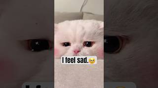 Crying Cat
