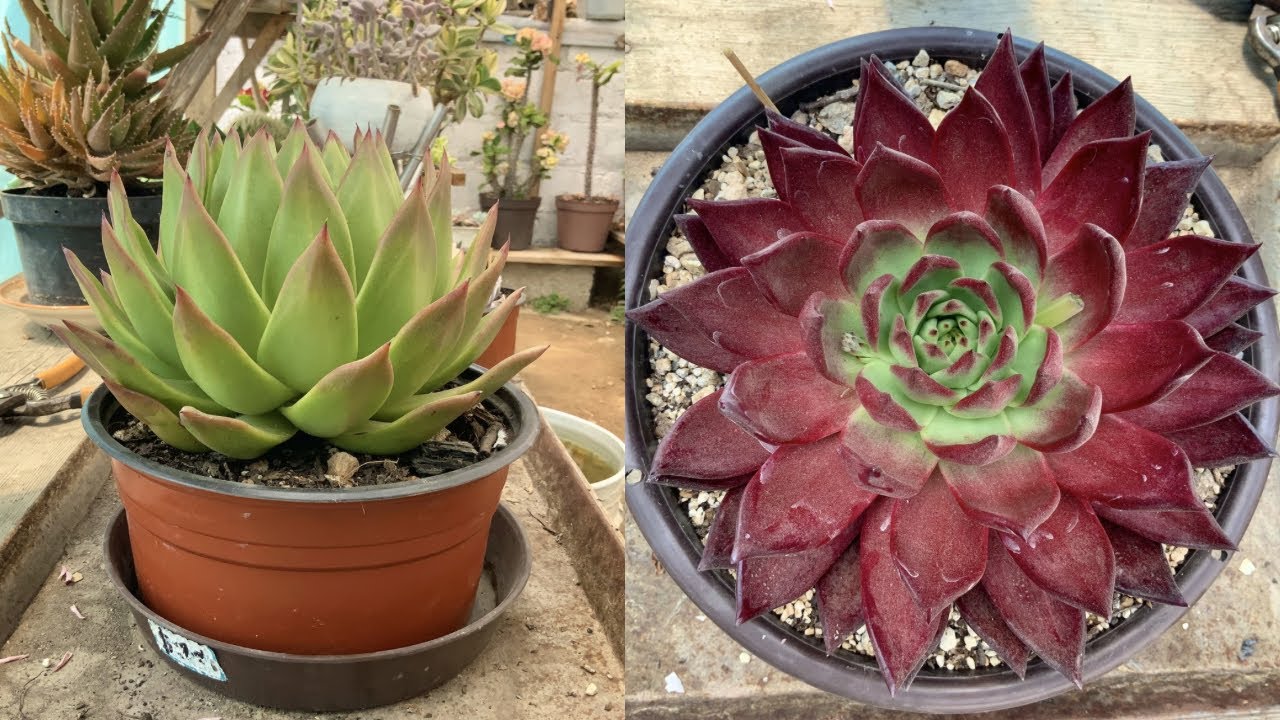 Quitando varas florales y hojas secas.