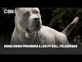 REINO UNIDO PROHIBIRÁ a los PITBULL PELIGROSOS