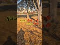 #autumn #youtubeshorts #japan #tokyo