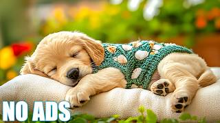 12 HOURS of Pure Calm for Dogs🐾💙Soft Bedtime Music to Soothe Anxiety😴Deep Rest & Sweet Dreams🌟No ADS screenshot 4