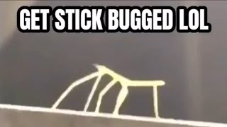 When you get Stick Bugged