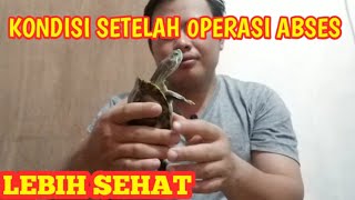 Kura kura sakit,dan sekarang dah sembuh