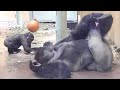 一緒に遊ぼ❕パパの横で転がり回って駄々をこねる子ゴリラ⭐️Gorilla【京都市動物園】Dad, let&#39;s play! Kintaro rolls beside his dad and appeal