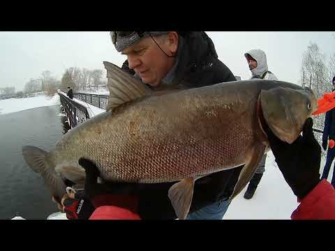 Непреднамеренное багрение крупных карповых рыб зимой в Арамильском пруду с пешеходного моста на джиг