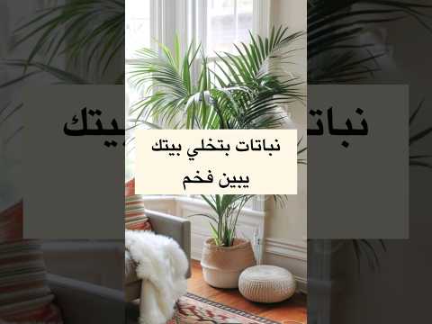 نباتات داخلية بتخلي بيتك يبين أفخم وأجمل   