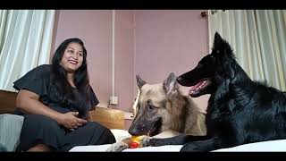 Everyone needs a German Shepherd in their life  | German Shepherd & CameraBaba