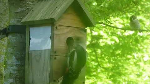 Woodpecker attacking a Tree Sparrow nest box with two young
