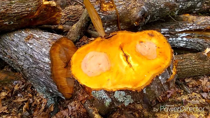 19. Day 17 Stecoah gap to Fontana Hilton. 2/14/17