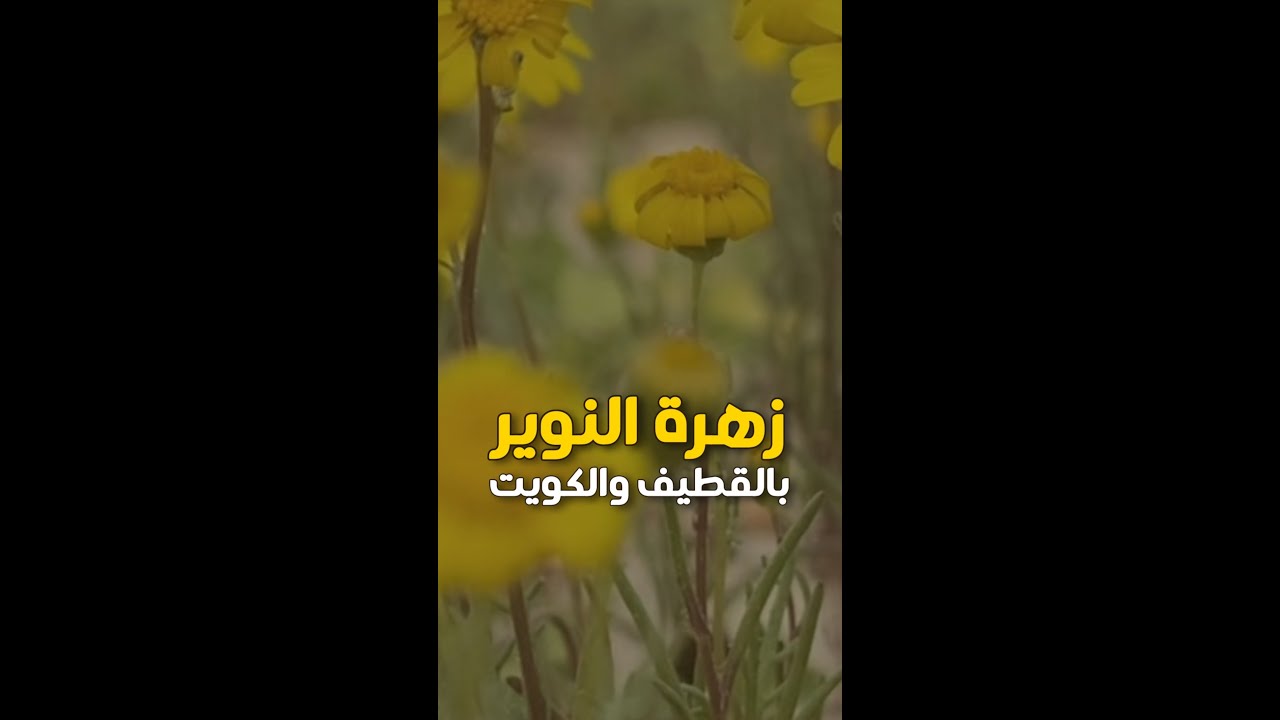 🌼 زهرة النوير 🌼 - YouTube