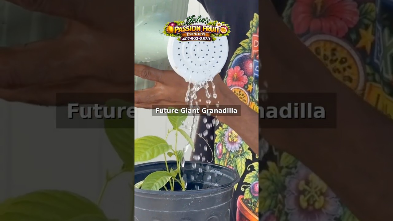 Repotting My Giant Granadilla (Passiflora quadrangularis) | Episode 3