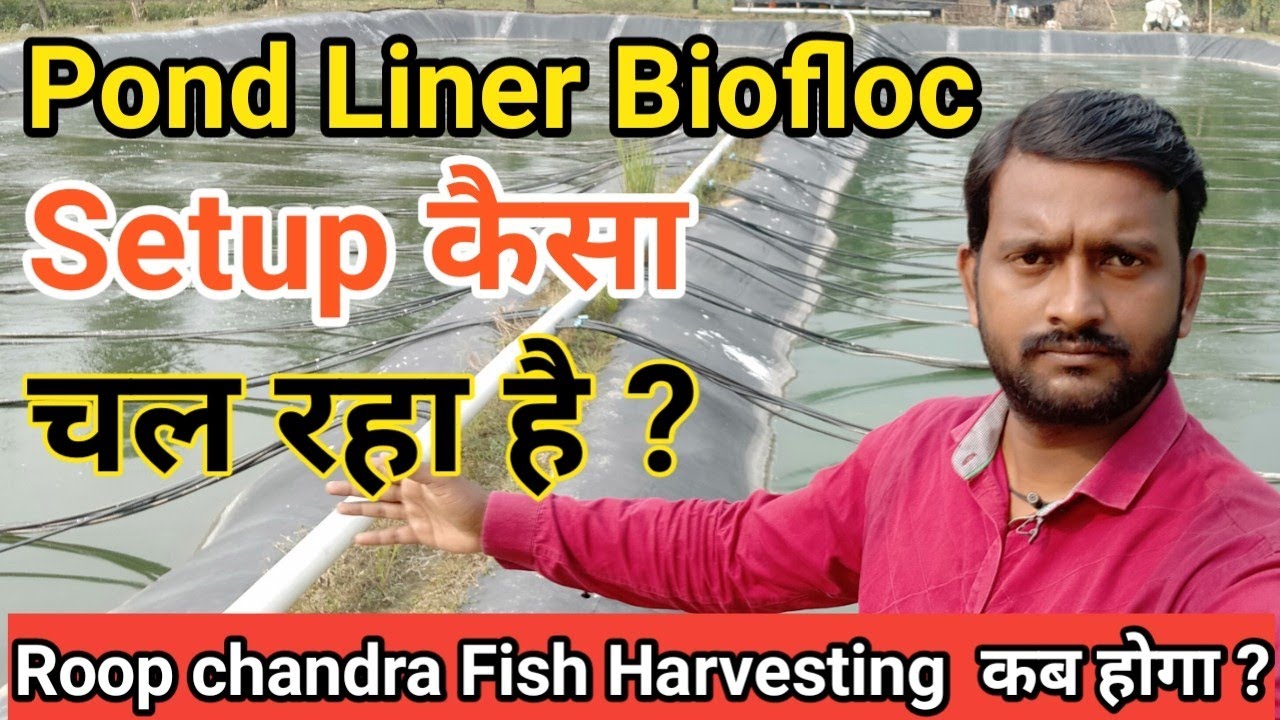 Biofloc Pond l Pond Liner Biofloc कैसा चल रहा है l Pond Liner Biofloc Fish Farming Setup Details